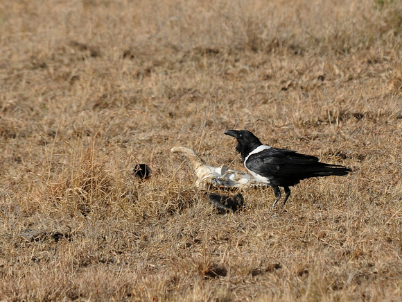 Pied Crow (Kenya)