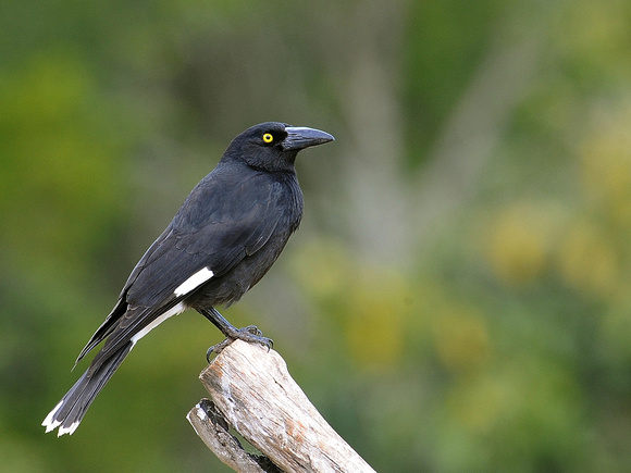 Pied Currawong (Australia)