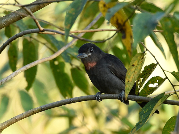 Pink-throated Becard, male (Brazil)