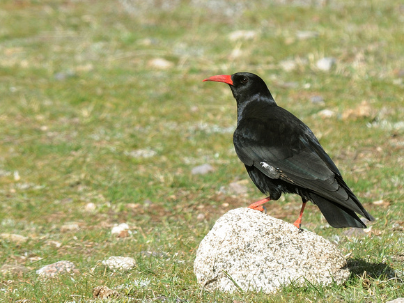 Red-billed Chough (Morocco)