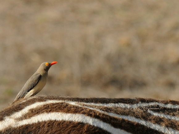 Red-billed Oxpecker (Kenya)