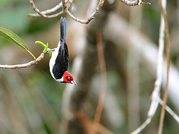 Red-capped Cardinal, adult (Ecuador)