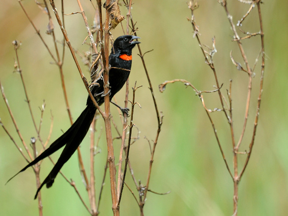Red-collared Widowbird, male, breeding (Uganda)