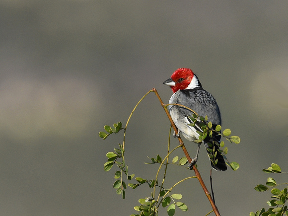 Red-cowled Cardinal (Brazil)