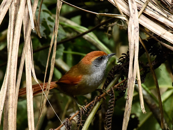 Rufous-capped Spinetail (Brazil)