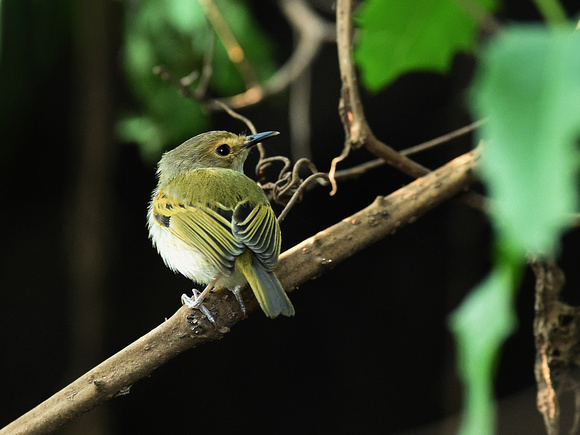 Rufous-fronted Tody-Flycatcher (Brazil)