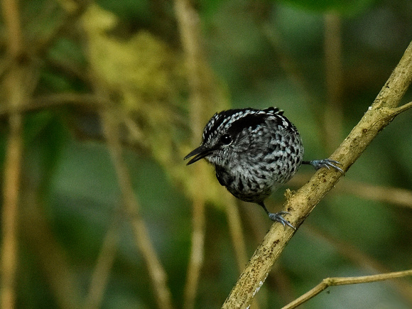 Scaled Antbird, male (Brazil)