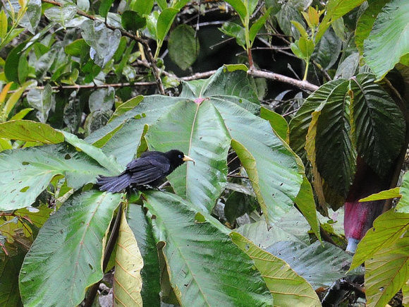 Scarlet-rumped Cacique (Ecuador)