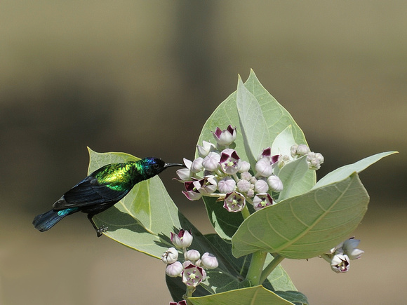 Shining Sunbird, male (Oman)