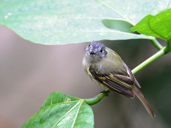 Slaty-capped Flycatcher (Ecuador)