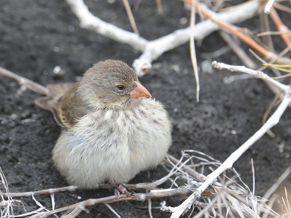 Small Ground-Finch, female (Galapagos)