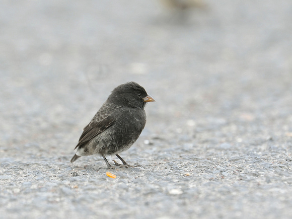 Small Ground-Finch, male (Galapagos)