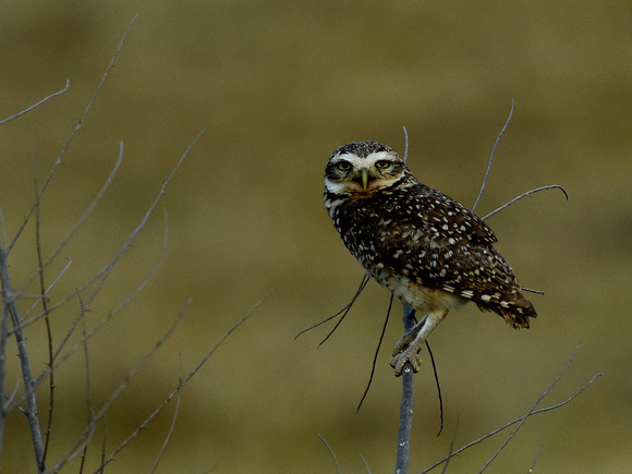 Burrowing Owl (Brazil)