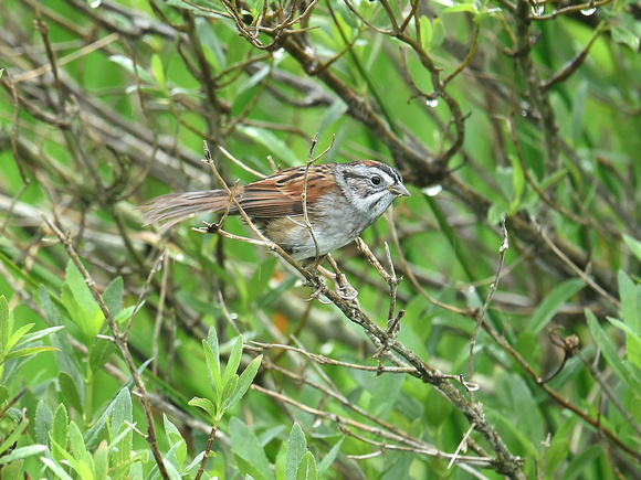 Swanp Sparrow (USA)