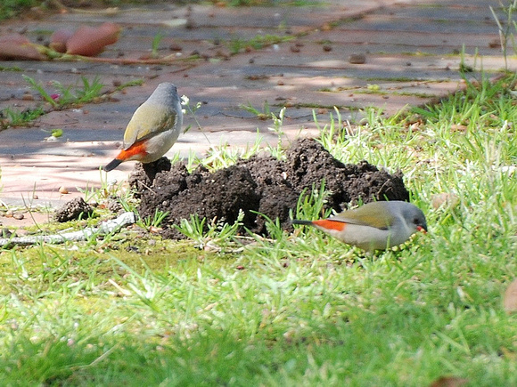 Swee Waxbill (South Africa)