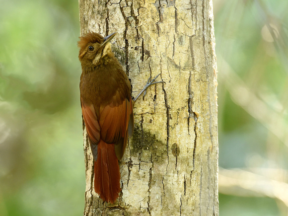 Tawny-winged Woodcreeper (Mexico)