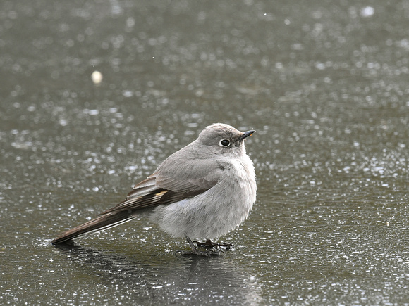 Townsend's Solitaire (USA)