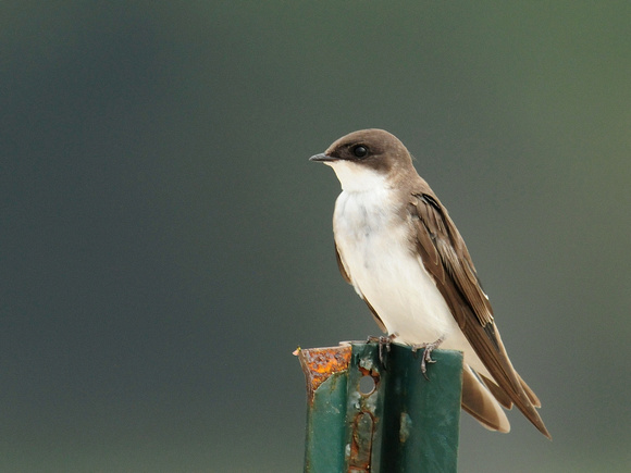 Tree Swallow, female (USA)