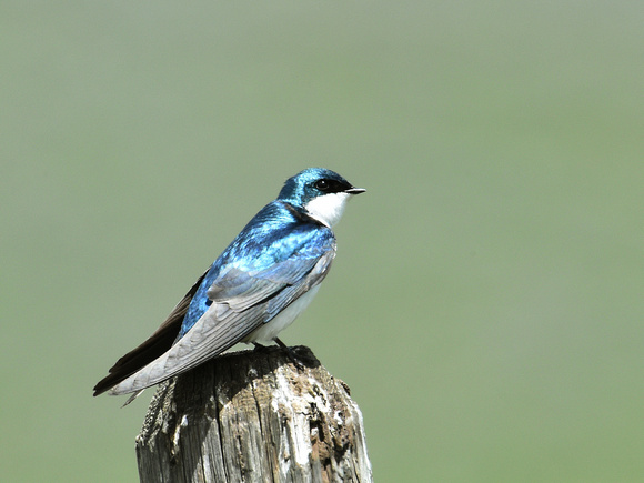 Tree Swallow, male (USA)