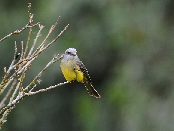 Tropical Kingbird (Ecuador)