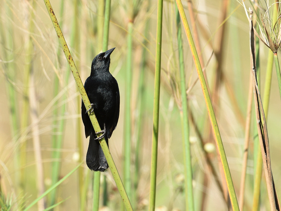 Unicolored Blackbird, male (Brazil)
