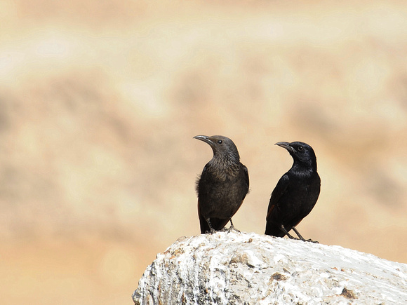 Tristram's Grackle, immature and adult (Oman)