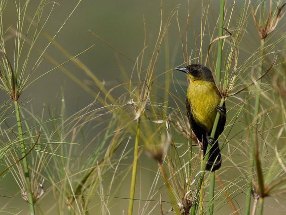 Unicolored Blackbird, female (Brazil)