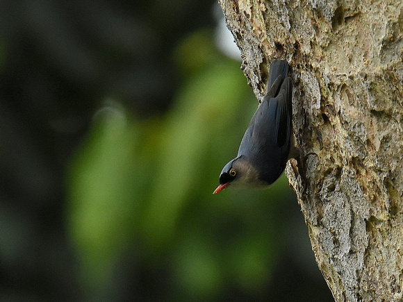 Velvet-fronted Nuthatch (India)