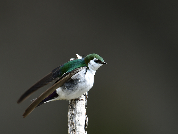 Violet-green Swallow, male (USA)