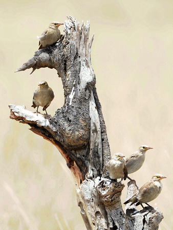 Wattled Starlings, immature (Tanzania)