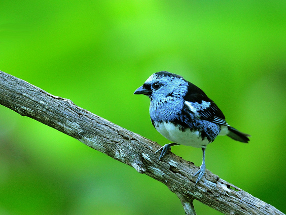 White-bellied Tanager (Brazil)
