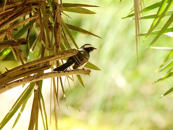 White-browed Fantail (India)