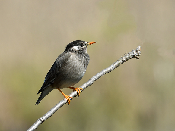 White-cheeked Starling (Japan)