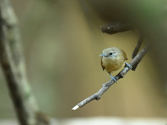 White-flanked Antwren, female (Brazil)