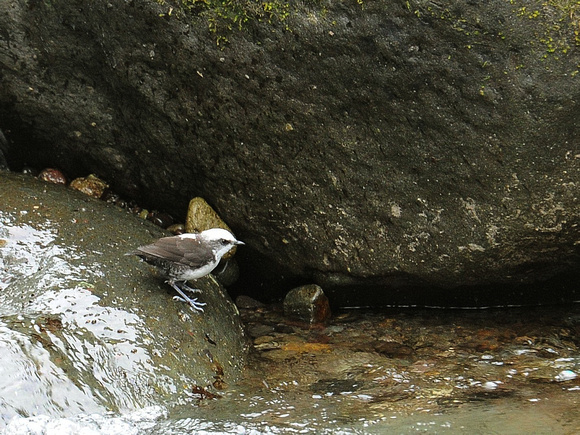 White-capped Dipper (Ecuador)
