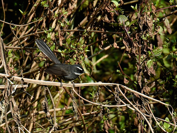 White-throated Fantail (India)
