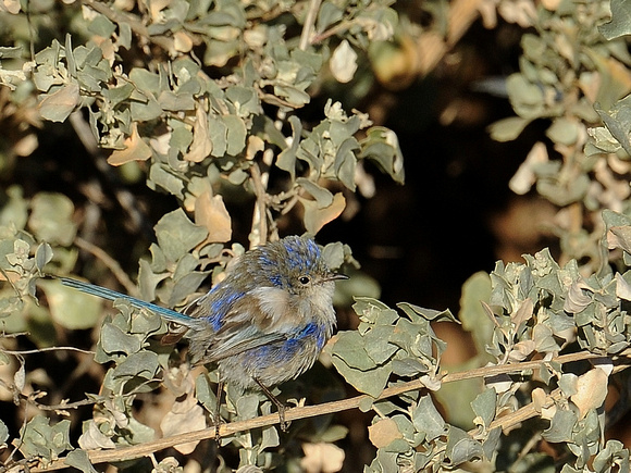 White-winged Fairywren, male, moulting (Australia)