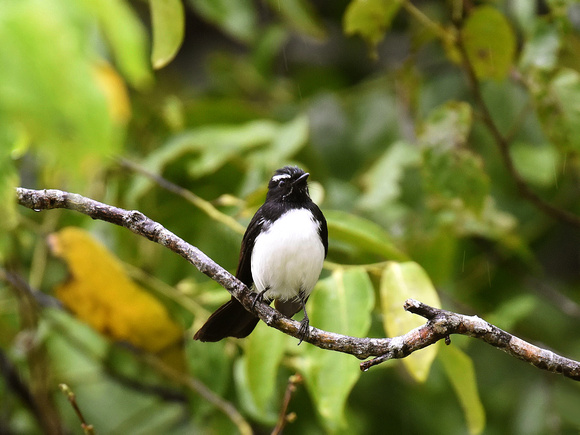 Willie Wagtail (New Guinea)