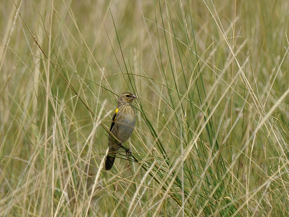 Yellow-mantled Widowbird, male, not breeding (Kenya)