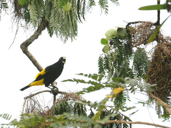Yellow-rumped Cacique (Ecuador)