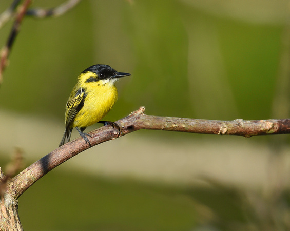 Yellow-browed Tody Flycatcher (Brazil)