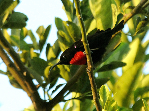 Amethyst Sunbird, male (Kenya)