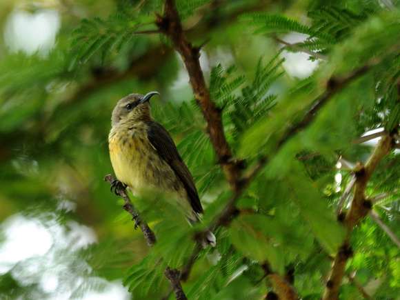 Beautiful Sunbird, female (Kenya)