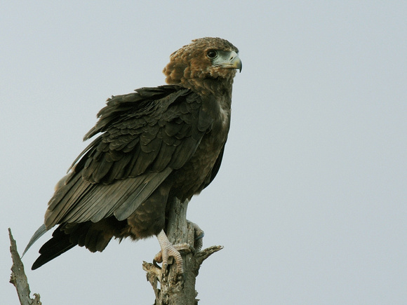 Bateleur Eagle, juvenile (Tanzania)