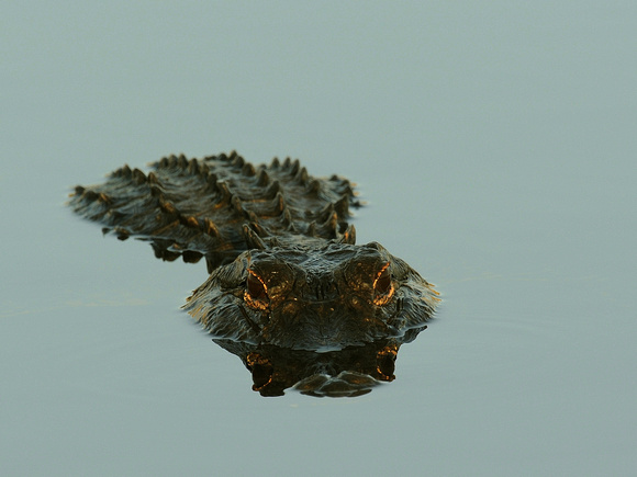 American Alligator (USA)