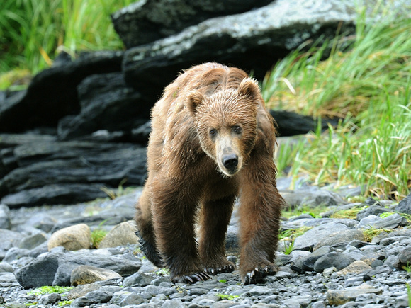 Brown (Kodiak) Bear (USA)