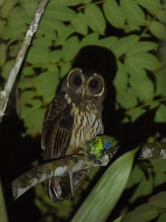 Mottled Owl, ssp borelliana (Brazil)
