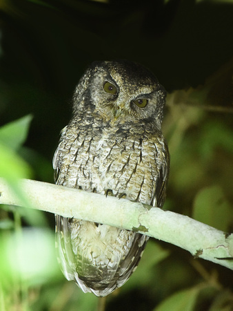 Black-capped Screech Owl (Brazil)