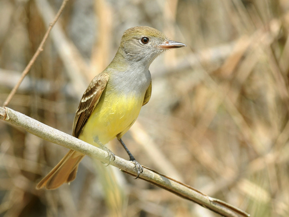 Great Crested Flycatcher (USA)