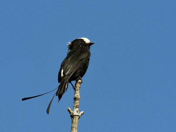 Long-tailed Tyrant (Brazil)
